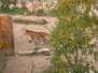  tigre